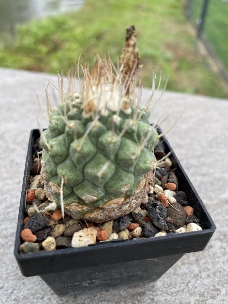 Strombocactus disciformis